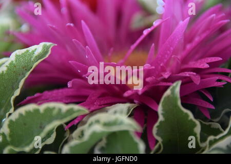 pink gerbera with waterdrops, bouquet  wetted with waterdrops macro shot Stock Photo