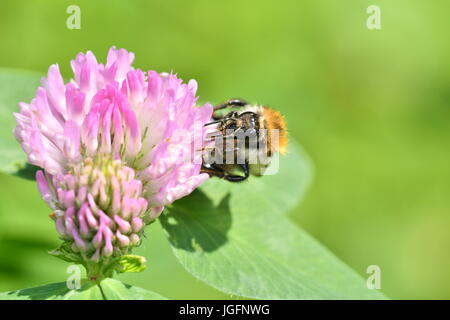 The bumble-bee polinates on the flower Stock Photo