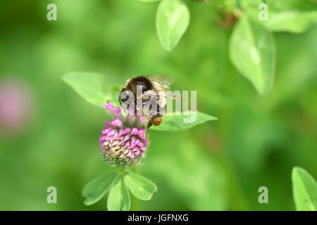 The bumble-bee polinates on the flower Stock Photo