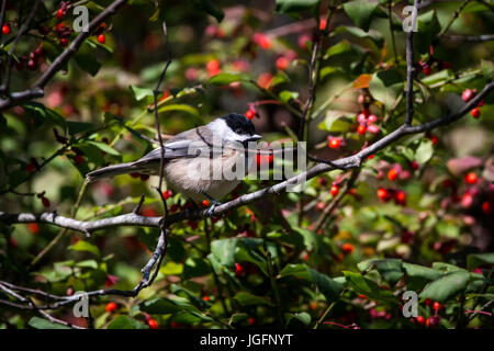 A chickadee perches on a tree branch. Stock Photo