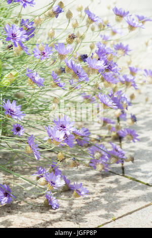 Catananche caerulea  'Amor Blue' . Cupids dart flower. Love Plant Stock Photo