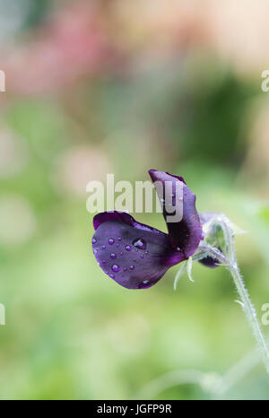 Lathyrus odoratus. Sweet pea 'Almost black' flower covered in rain drops in an english garden Stock Photo