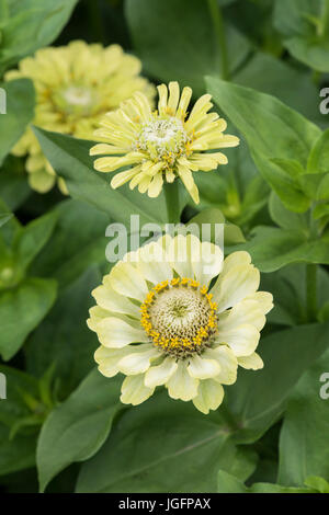 Zinnia hybrida. Zinnia elegans 'Queen lime' flowers Stock Photo