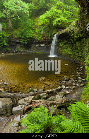 Sgwd Gwladus (Lady's Falls) waterfall on the Afon Pyrddin in the Bannau Brycheiniog (Brecon Beacons) National Park near Pontneddfechan, Powys, Wales. Stock Photo