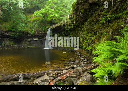 Sgwd Gwladus (Lady's Falls) waterfall on the Afon Pyrddin in the Bannau Brycheiniog (Brecon Beacons) National Park near Pontneddfechan, Powys, Wales. Stock Photo