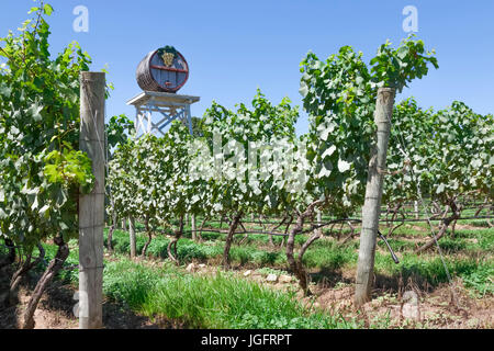 Truro Vineyards in Cape Cod, Massachusetts, United States. Stock Photo