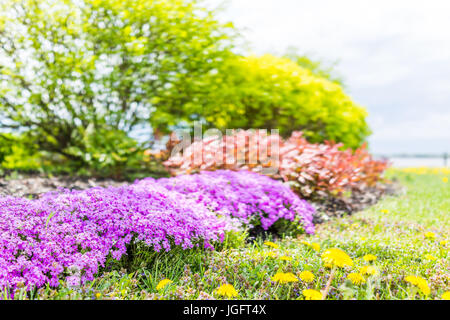Creeping Phlox Purple Beauty flowers bush in Quebec, Canada by St Lawrence river and Chemin du Roy in summer Stock Photo