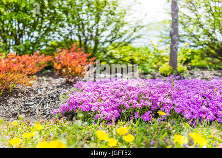 Creeping Phlox Purple Beauty flowers bush in Quebec, Canada by St Lawrence river and Chemin du Roy in summer Stock Photo