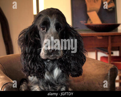 Cocker Spaniel Stock Photo