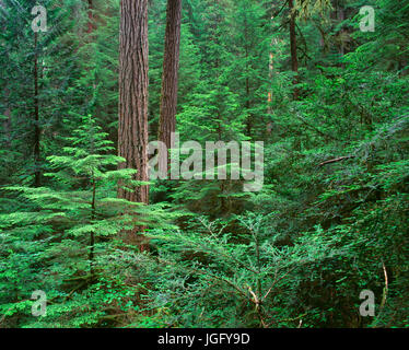 USA, Oregon, Willamette National Forest, Middle Santiam Wilderness, Large  Douglas fir trees with western hemlock and Pacific yew saplings in the unde Stock Photo
