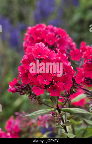 Phlox paniculata 'Starfire'. Summer Phlox flowers Stock Photo