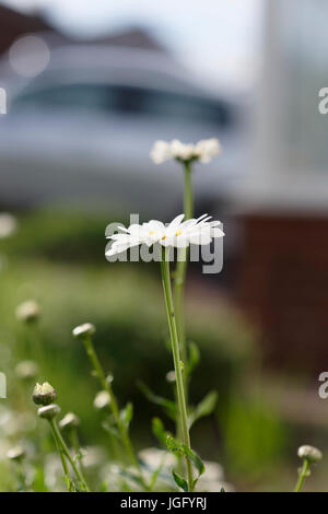 Oxeye daisies with flower head,soft focus blurred background in bury lancashire uk Stock Photo