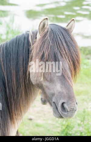 Grey-Brown horse in the open grass field near water Stock Photo