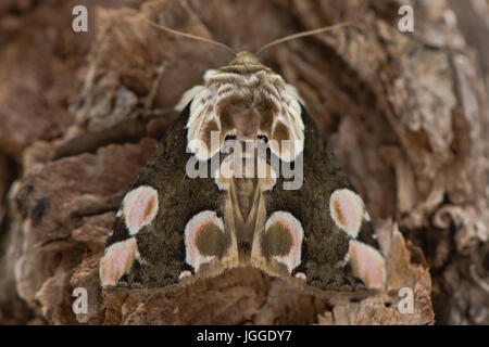 Peach blossom (Thyatira batis) moth. British insect in the family Drepanidae at rest on bark, with attractive markings on forewings Stock Photo