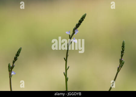 Vervain (Verbena officinalis) flower spikes. Plant in the family Verbenaceae with purple flowers Stock Photo