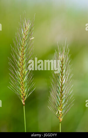 Meadow barley (Hordeum secalinum) flower spikes. Flowering grass in the family Poaceae, with long bristle-like glumes Stock Photo