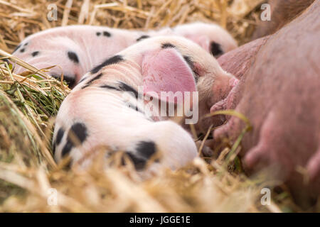 Oxford Sandy and Black piglets suckling. Four day old domestic pigs outdoors, with black spots on pink skin Stock Photo
