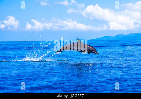 Dolphin jumping out of the water image taken in the Pacific ocean close to Coiba island in Panama Stock Photo