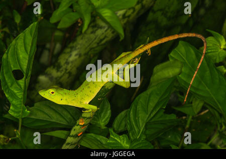 Glowing green iguana on dark green background Stock Photo