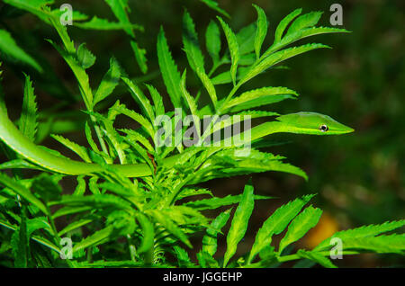 green vine snake in a green bush wildlife image taken in Panama Stock Photo