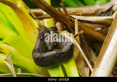 Boa constrictor snake rolled up in a tree waiting for its prey Stock Photo