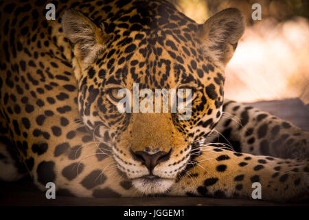 Big wild cat jaguar Panthera onca wildlife image taken in Panama Stock Photo