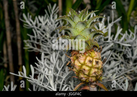 Small and beautiful pineapple growing on a garden Stock Photo