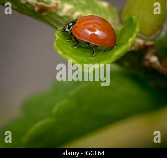 A lonely brown ladybug walking on a plant branch Stock Photo