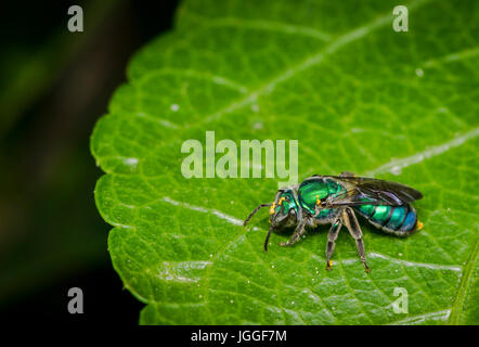 Cuckoo wasp on a plant leaf Stock Photo