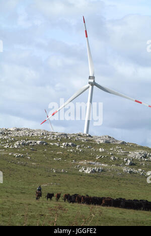 Aigua, Uruguay: Marth 31, 2017 - Gaucho herding cows near windmills on the Cerro Catedral in the Maldonado Department Stock Photo