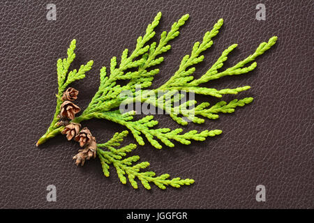 Small branch of the western red cedar tree found in the Pacific northwest Stock Photo