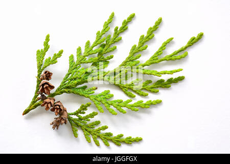 Small branch of the western red cedar tree found in the Pacific northwest Stock Photo