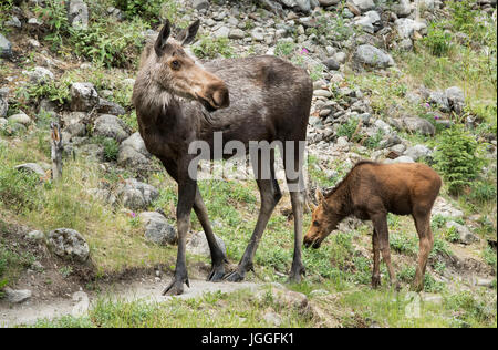 Moose cow with calf, Spring, Denali National Park, Alaska Stock Photo