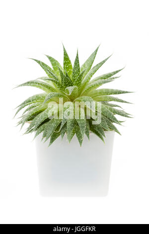 Succulent houseplant aloe vera in a pot isolated on white background Stock Photo