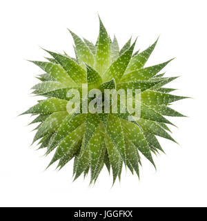 Succulent houseplant aloe vera from above isolated on white background Stock Photo