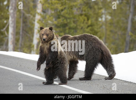 Bear cub and mother crossing road in Yellowstone Stock Photo