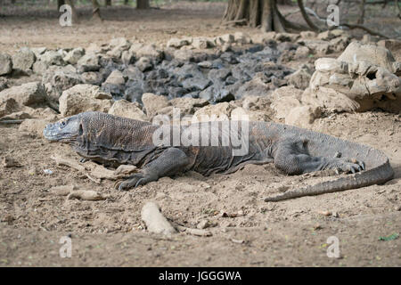 Komodo National Park, Dragons Indonesia Stock Photo