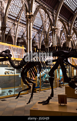 Oxford Museum of Natural History,Mankind,Geology,Zoology,Oxford,Grat Britain Stock Photo