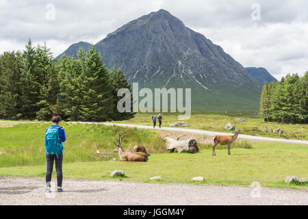 West Highland Way walkers and red deer beneath the peak of Buachaille Etive Mor at Kings House Hotel, Glencoe, Scotland, UK Stock Photo