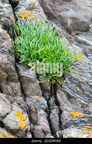 Crithmum or Rock Samphire growing on rock at the tidal edge with flowers in summer at Freathy, Whitsand Bay, Cornwall, UK Stock Photo