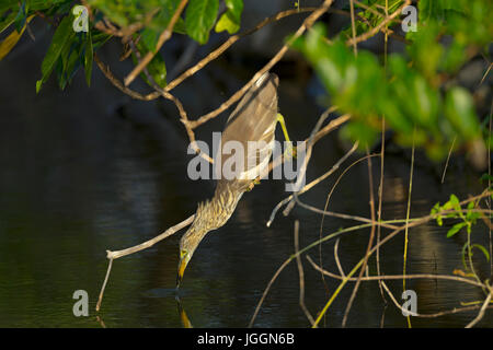 Indian Pond Heron or Paddybird (Ardeola grayii) waiting for fish in Sri Lanka Stock Photo