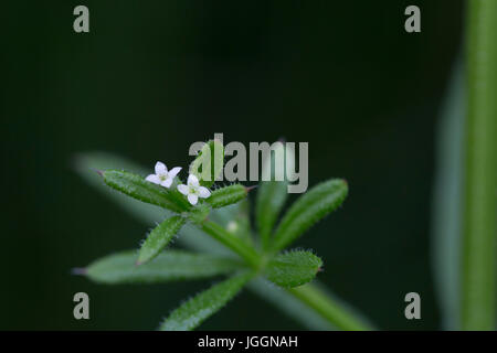 Cleavers; Galium aparine Scotland; UK Stock Photo