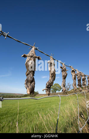 Dead Moles; Talpa europaea Hanging on Barbed Wire Fence Yorkshire; UK Stock Photo