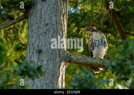 Recently fledged juvenile Red Tailed Hawk who was raised in Bald Eagle nest-Sidney, British Columbia, Canada. Stock Photo