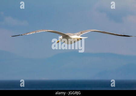 European herring gull, seagull (Larus argentatus) flying in the summer along the shores of Aegean sea near Athens, Greece Stock Photo