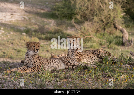 Cheetahs in the woodland of Ndutu, Tanzania Stock Photo
