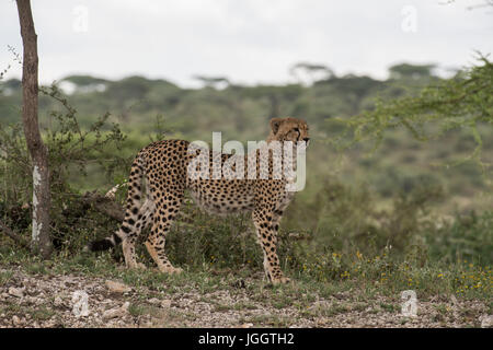 Cheetah in the woodland of Ndutu, Tanzania Stock Photo