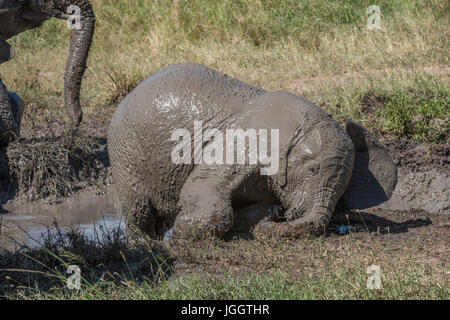 Muddy baby elephant, Lake Masek, Tanzania