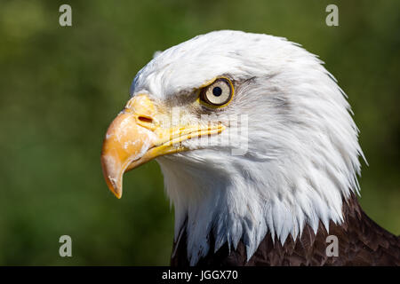 Bald Eagle, Haliaeetus leucocephalus Stock Photo