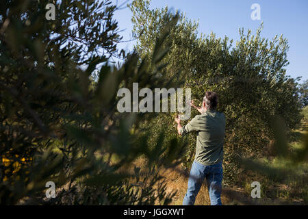 Man harvesting olives from tree on a sunny day Stock Photo